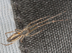 Tetragnatha montana