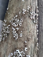 Amphibalanus eburneus