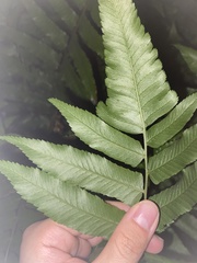 Diplazium esculentum