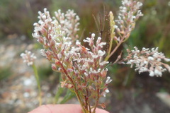 Spatalla racemosa