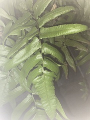 Diplazium esculentum