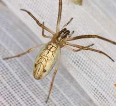 Tetragnatha pinicola