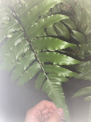 Diplazium esculentum