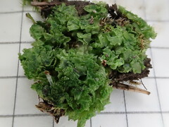 Fossombronia pusilla