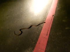 Protobothrops mucrosquamatus