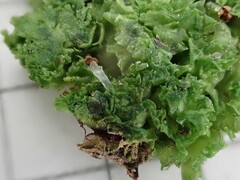 Fossombronia pusilla