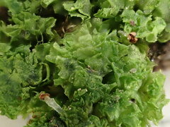 Fossombronia pusilla