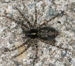 Textrix denticulata