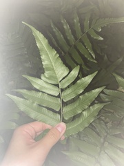 Diplazium esculentum