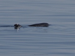 Feresa attenuata