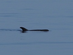 Feresa attenuata