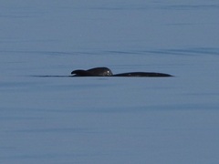 Feresa attenuata