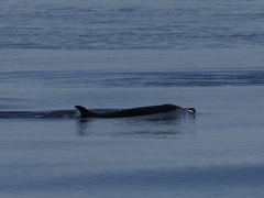 Stenella attenuata