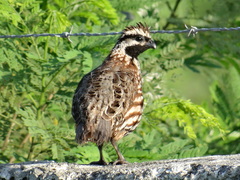 Colinus nigrogularis