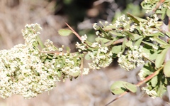 Gymnosporia buxifolia