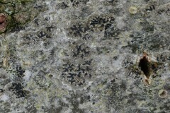 Pseudoschismatomma rufescens