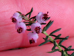 Erica strigosa