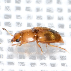 Epuraea ocularis