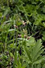 Pelargonium schlechteri