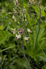 Pelargonium schlechteri