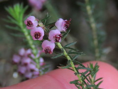 Erica strigosa