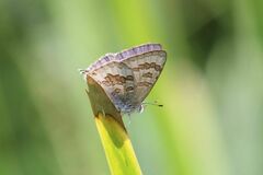 Catopyrops florinda