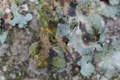Punctelia subrudecta