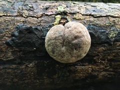 Daldinia concentrica