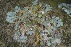 Punctelia subrudecta