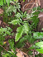 Pteris dispar