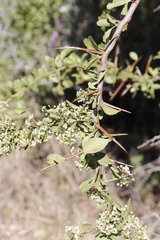 Gymnosporia buxifolia