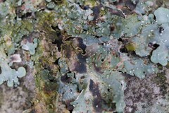 Punctelia subrudecta