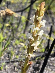 Satyrium stenopetalum