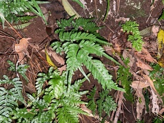 Pteris dispar