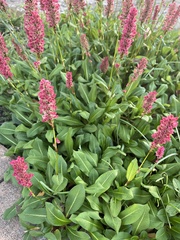 Bistorta amplexicaulis