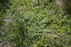 Platycarpha glomerata