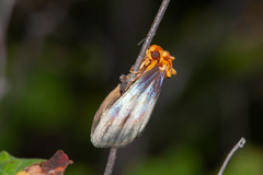 Eulithosia plesioglauca