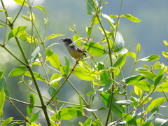 Prinia flaviventris rafflesi