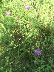 Centaurea × moncktonii