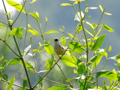 Prinia flaviventris rafflesi