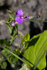 Polygala amatymbica