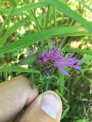 Centaurea × moncktonii