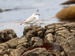 Charadrius marginatus