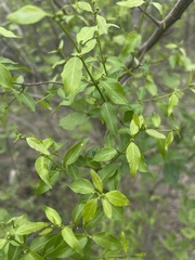 Secamone parvifolia