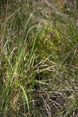 Polygala hottentotta