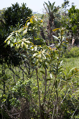 Protorhus longifolia