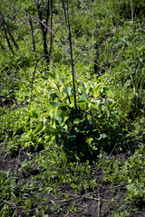 Pseudarthria hookeri