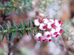Erica strigosa