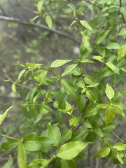 Secamone parvifolia