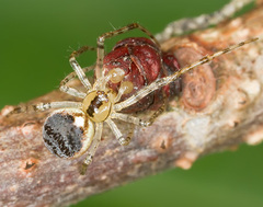 Theridion varians